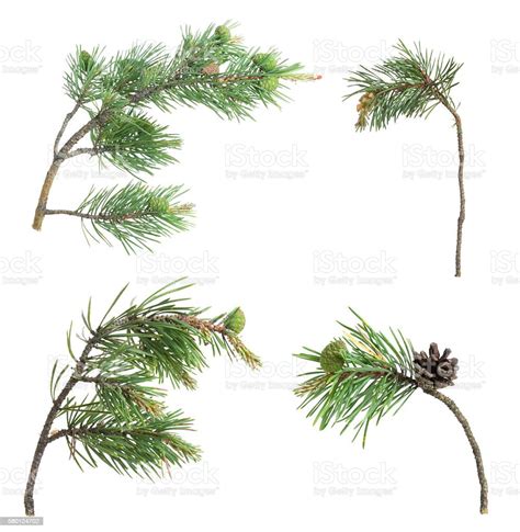 Koleksi Ranting Pinus Terisolasi Dengan Latar Belakang Putih Foto Stok