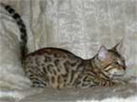 We did not find results for: Bengal and Savannah Cat Comparison :: Urban Safari Cattery