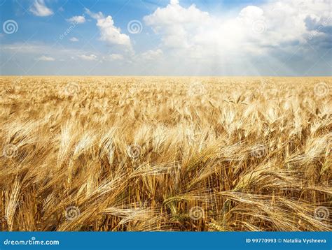 Field Of Wheat In Bright Sunlight Agricultural Background Stock Image