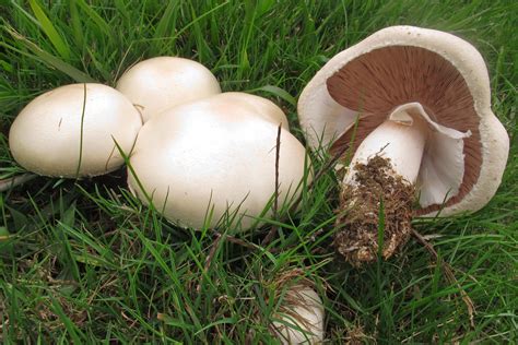 15 G Fresh Agaricus Arvensis Mycelium Horse Mushroom Spawn Etsy Australia