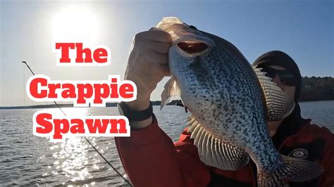 3 Must Know Things About The Crappie Spawn Fishing Livescope