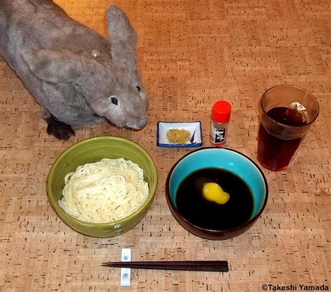 Dining With Seara Sea Rabbit Photograph By Dr Takeshi Flickr