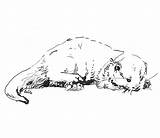 Coloringbay Otters Samanthadoodles Canary sketch template