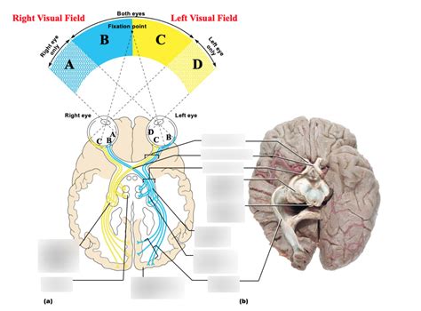 Visual Pathway Anatomy