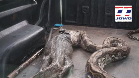 Gigantic 14ft Python Regurgitates Massive Monitor Lizard It Swallowed