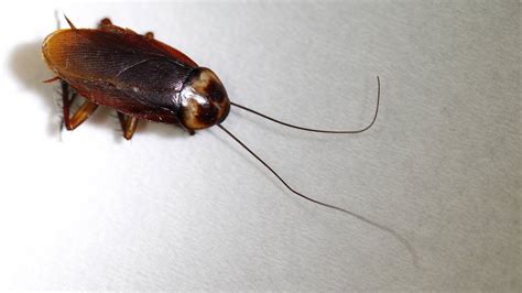 Roaches Rodents Cause 7 South Florida Restaurant Closings Fl Keys News