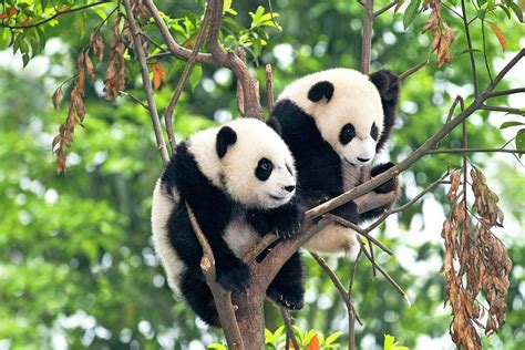 Juvenile Pandas In A Tree Photograph By Tony Camacho Pixels