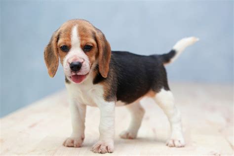 Beagle Dog Breed Facts Highlights And Buying Advice