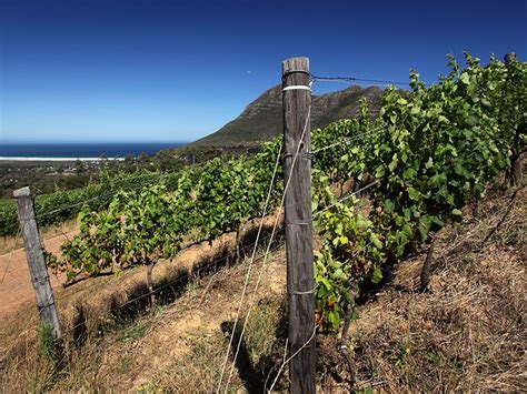 Wine Futures The Rise Of Coastal Vineyards Christies International