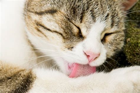 Cats Tongues Are An Incredibly Effective Detangling Hairbrush Metro News
