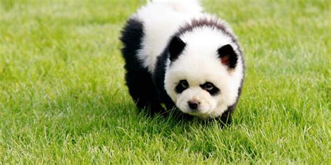 40 Fluffy Pictures Of Puppies That Looks Like Pandas Tail And Fur