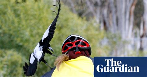 Surge In Eye Injuries As Melbourne Magpies Go On Attack Spree