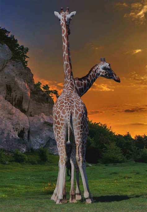 Free Images Wildlife Zoo Africa Mammal Fauna Savanna Giraffe