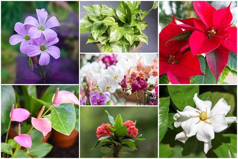 10 Easy To Grow Indoor Flowering House Plants For Beginners