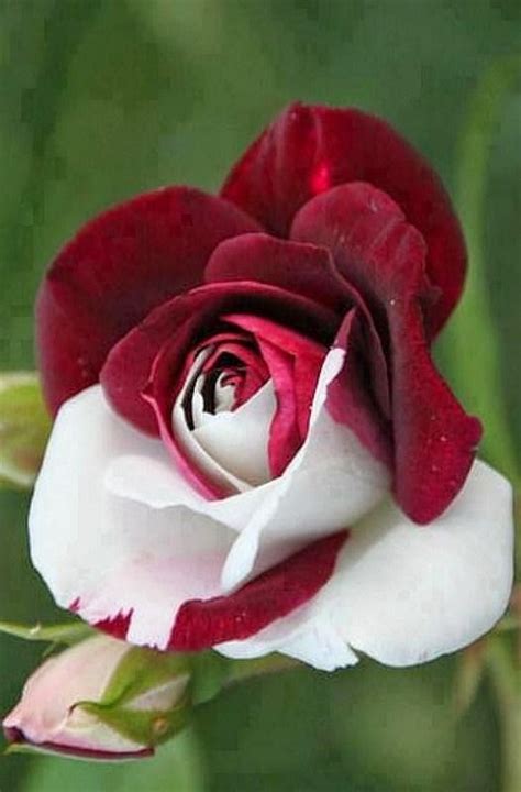 Red And White Rose Backyards Click