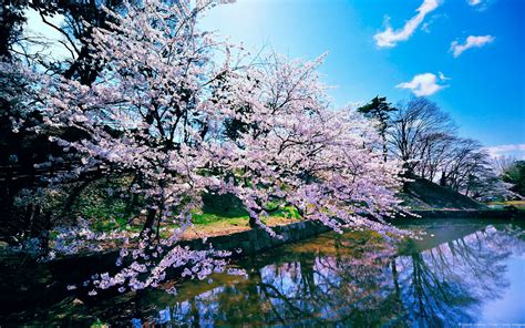 Free Download Japanese Cherry Blossom Wallpaper 1920x1200 56724 Baltana