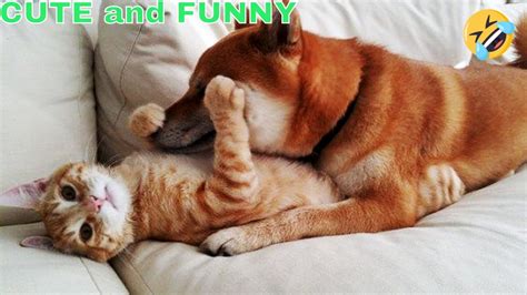Cute And Funny Dogs 🐶 And Cats 🐱 Try Not To Laugh Youtube