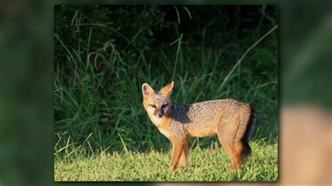 Fox Sightings On The Rise In Nc How To Keep Them Away From Your Home