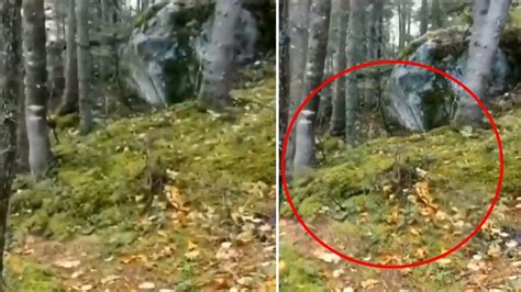 viral video forest breathing video canada the quebec forest started breathing scientists told
