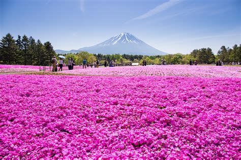 Japans Breathtakingly Beautiful Pink Carpet Is Pure