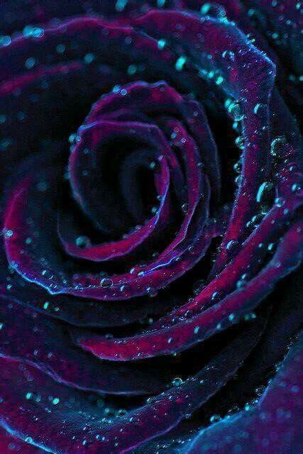 Purple Rose Water Drops Purple Roses Flowers Beautiful