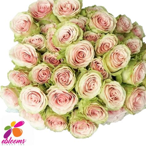 Frutetto Rose Variety Pink Ebloomsdirect Eblooms Farm Direct Inc
