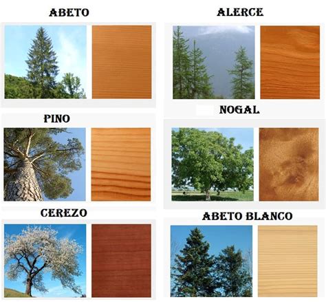Details 48 Qué Productos Se Obtienen De Los árboles Abzlocalmx