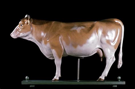 Anatomical Model Of A Cow Photograph By Patrick Landmannscience Photo