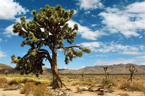 Joshua Tree National Park Mojave Desert California Usa Stock Image