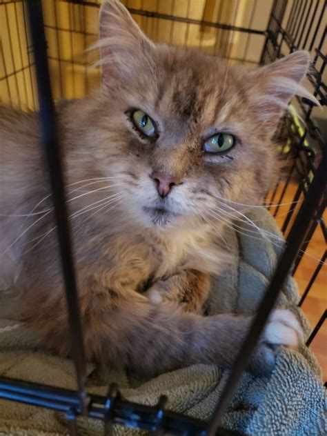 The munchkin is considered to be the original breed of dwarf cat. Adopt Mister on Petfinder in 2020 | Help homeless pets ...
