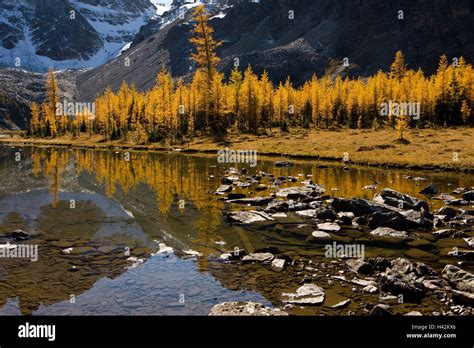 Alberta Mt Assiniboine Provincial Park Og Brine Autumn Scenery