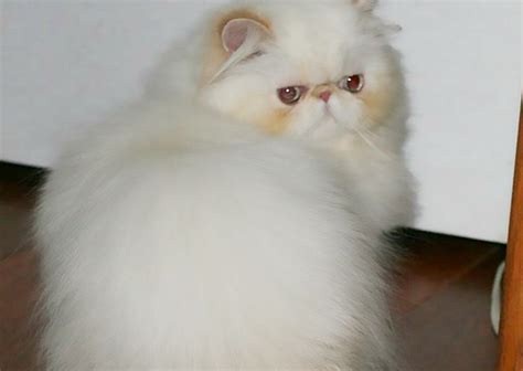 A new breed that's an exception to the rule. Gatos Persa - Venta de Gatos Persa con pedigrí saludables ...