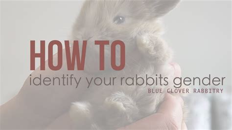 how to identify a rabbits gender youtube