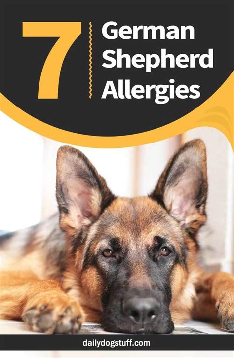 This typically affects the dog's belly, feet, ears, and folds of the skin. 7 Common German Shepherd Allergies @germanshepherds # ...