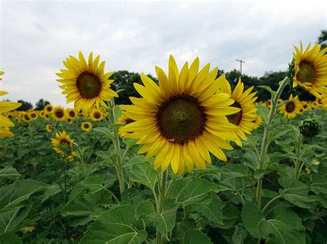 Poolesville Sunflower Fields Are Blooming Montgomery Community Media