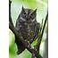 Sulawesi Scops Owl 1 – Chris Hill Wildlife Photography
