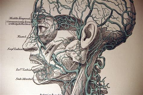 This organ is a part of two different systems of the body, digestive system and respiratory system. Seven body organs you can live without