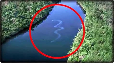 Gaint Snake Worlds Biggest Snake Discovered Real Or Fake 2017
