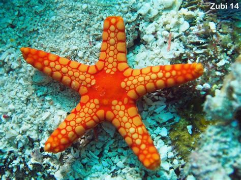 3 Worksheet Starfish Facts In 2020 With Images Starfish Facts