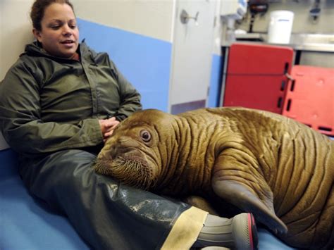 Cuddle Time What Its Like To Snuggle With A Baby Walrus
