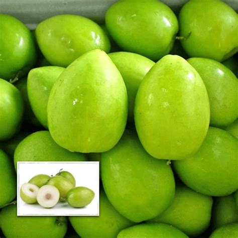 Apple Ber Ilantapazham Green Bud Fruit Plant