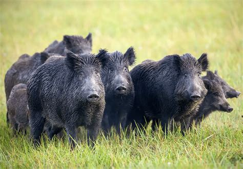 Western States Unite To Keep Feral Pigs From Crossing Us Canada Border