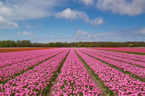 Faça Um Tour Pelos Campos De Tulipa Na Holanda Sem Sair De Casa Casa