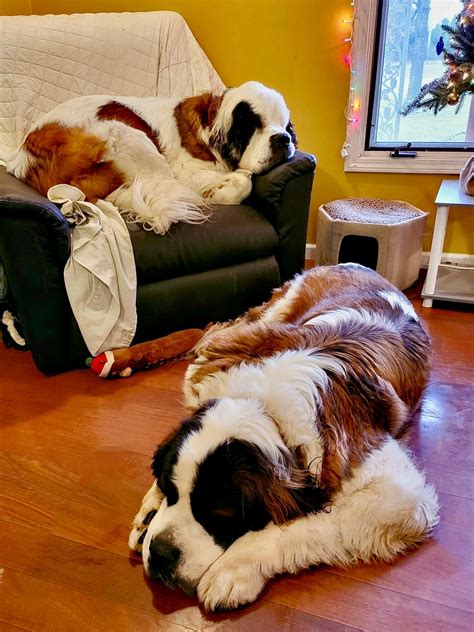 Pin by Sasha on Fuzzy | St bernard, Saint bernard, Dogs