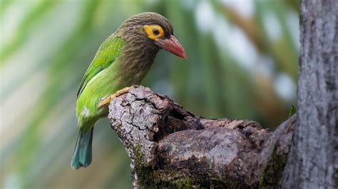 Beyond Average Birding In Sri Lanka 11 Day Birding Adventure
