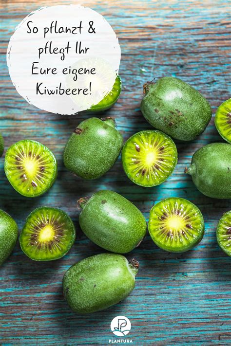 Kiwibeere So pflanzt pflegt Ihr Eure eigene Kiwibeere Ihr steht