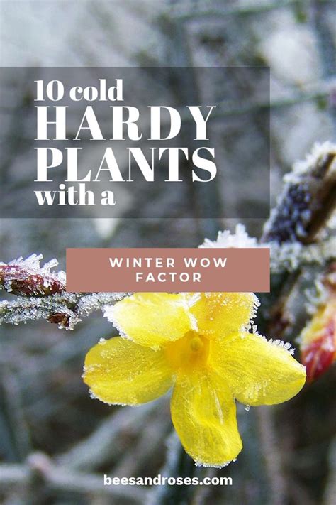 10 Cold Hardy Plants With A Winter Wow Factor Bees And Roses Hardy