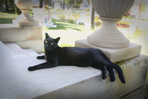 Feral Cat Colonies Of Hollywood Forever Cemetery Los Angeles
