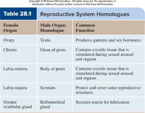 Ch 28 Reproductive System Flashcards Quizlet