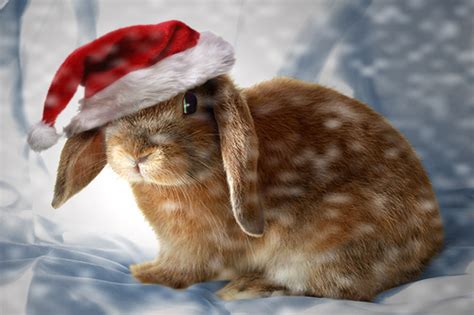 Christmas Bunny By Theworldiveknown On Deviantart